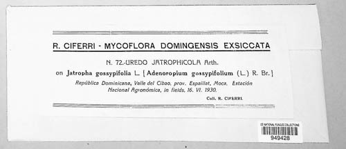 Phakopsora jatrophicola image